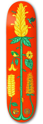 Drawing Boards Costa Rica Golden Shrimp Skateboard Deck - 8.25" - Skatewarehouse.co.uk