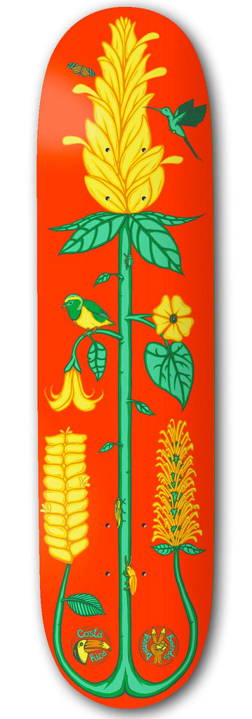 Drawing Boards Costa Rica Golden Shrimp Skateboard Deck - 8.5" - Skatewarehouse.co.uk